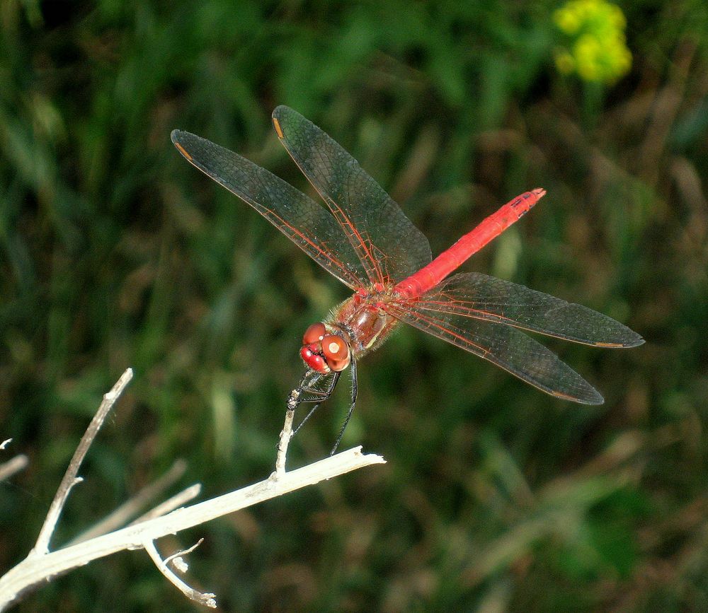 Libelle