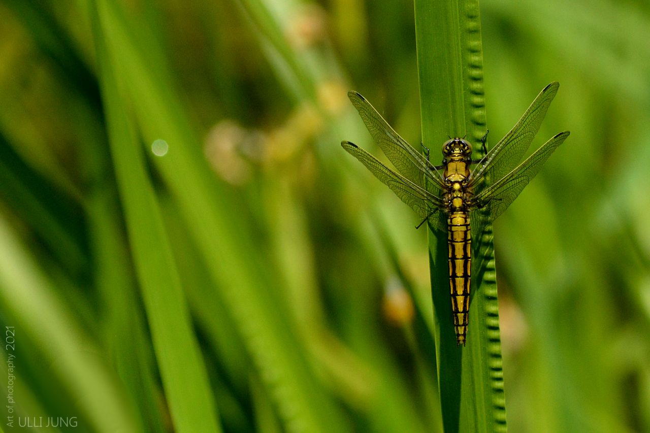 Libelle