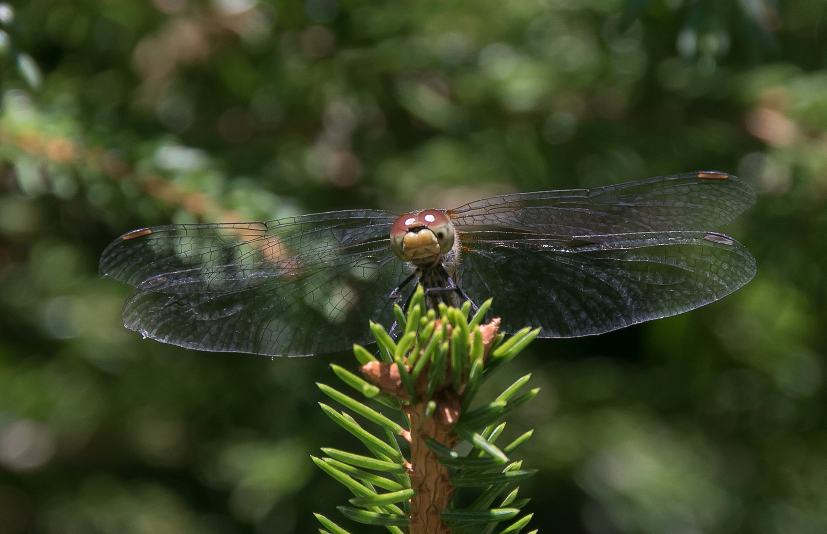 Libelle