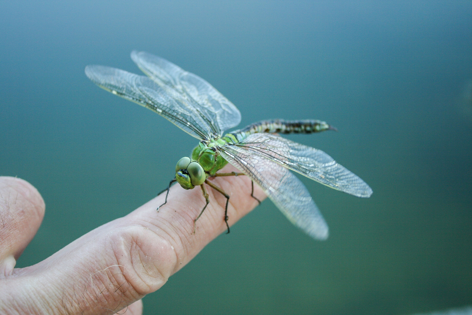 Libelle