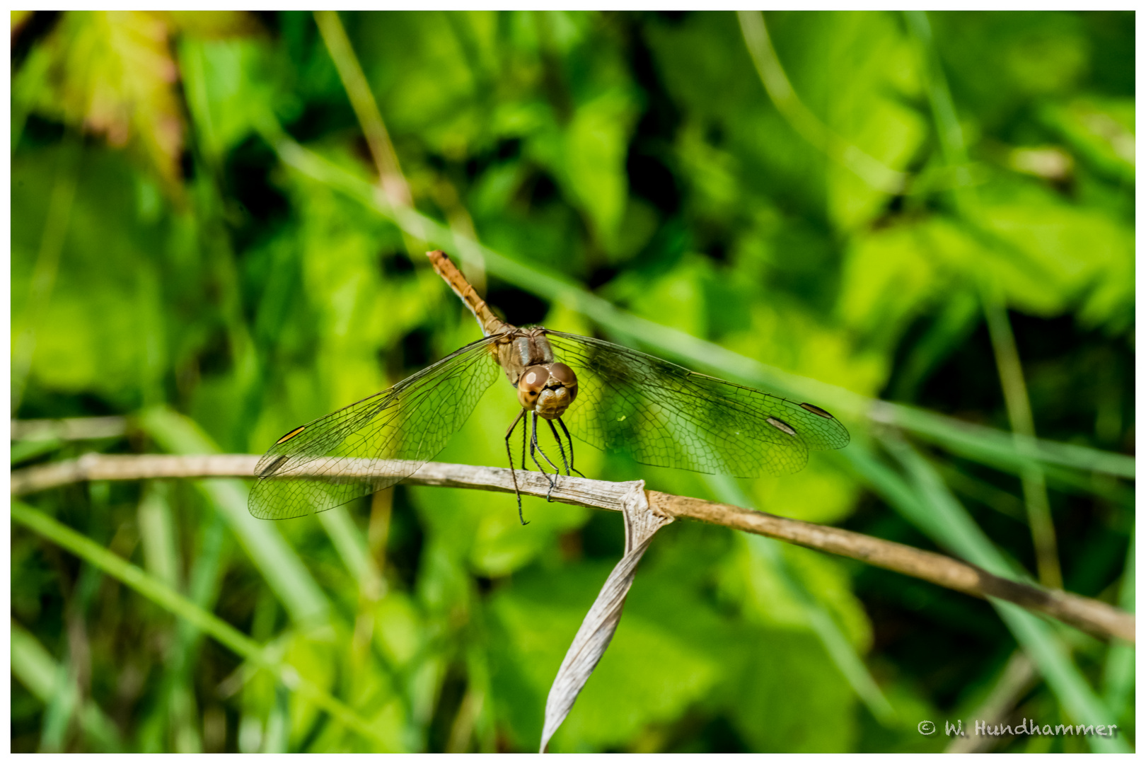 Libelle...