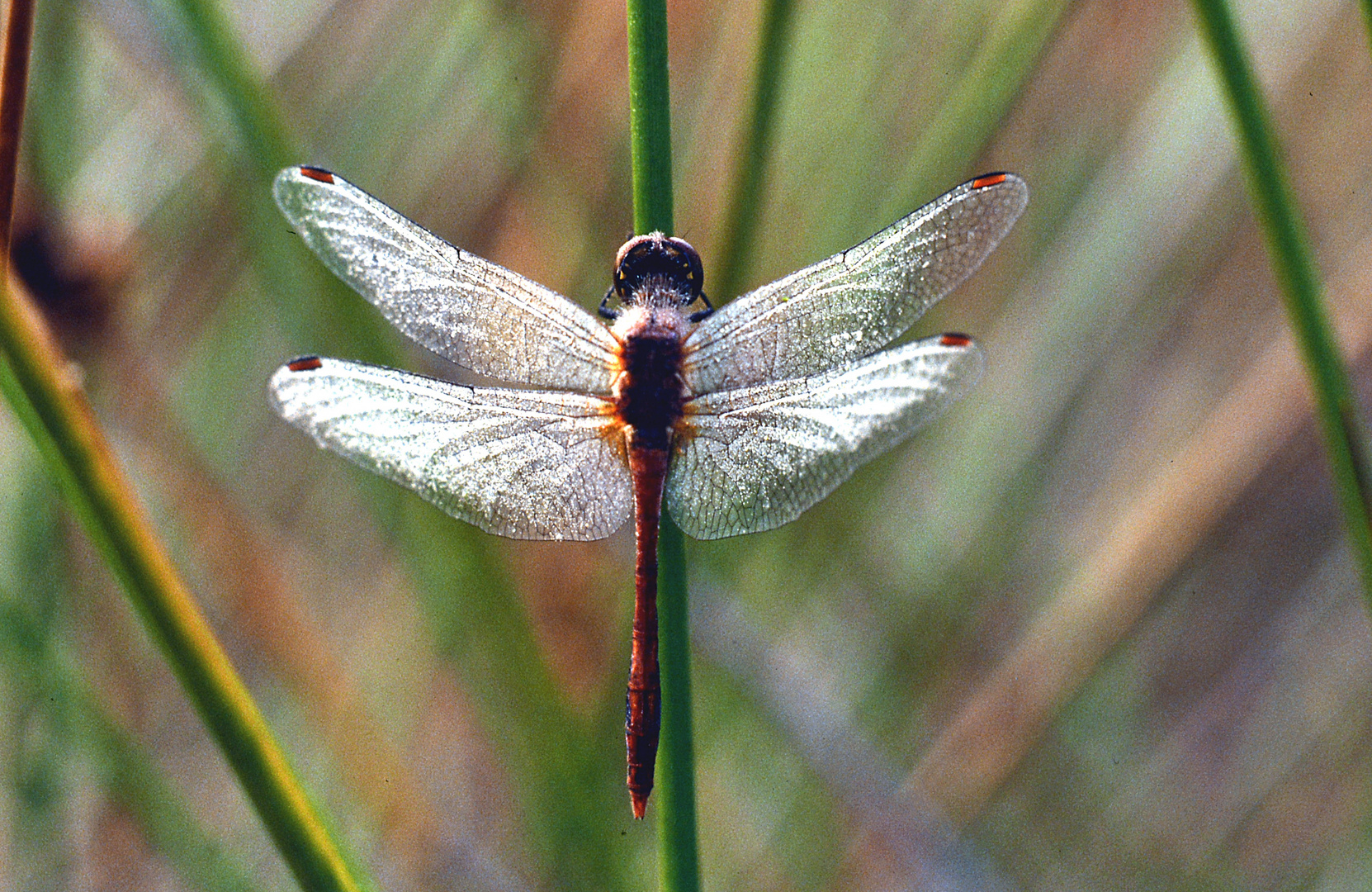 Libelle