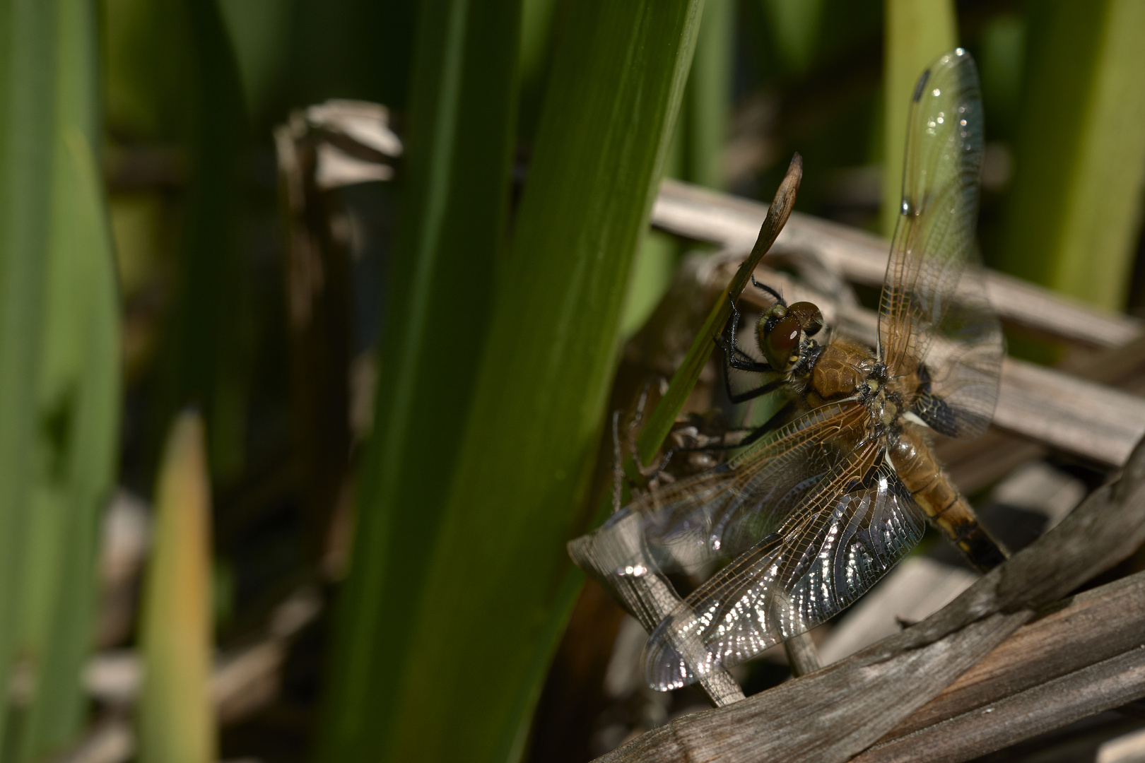 Libelle