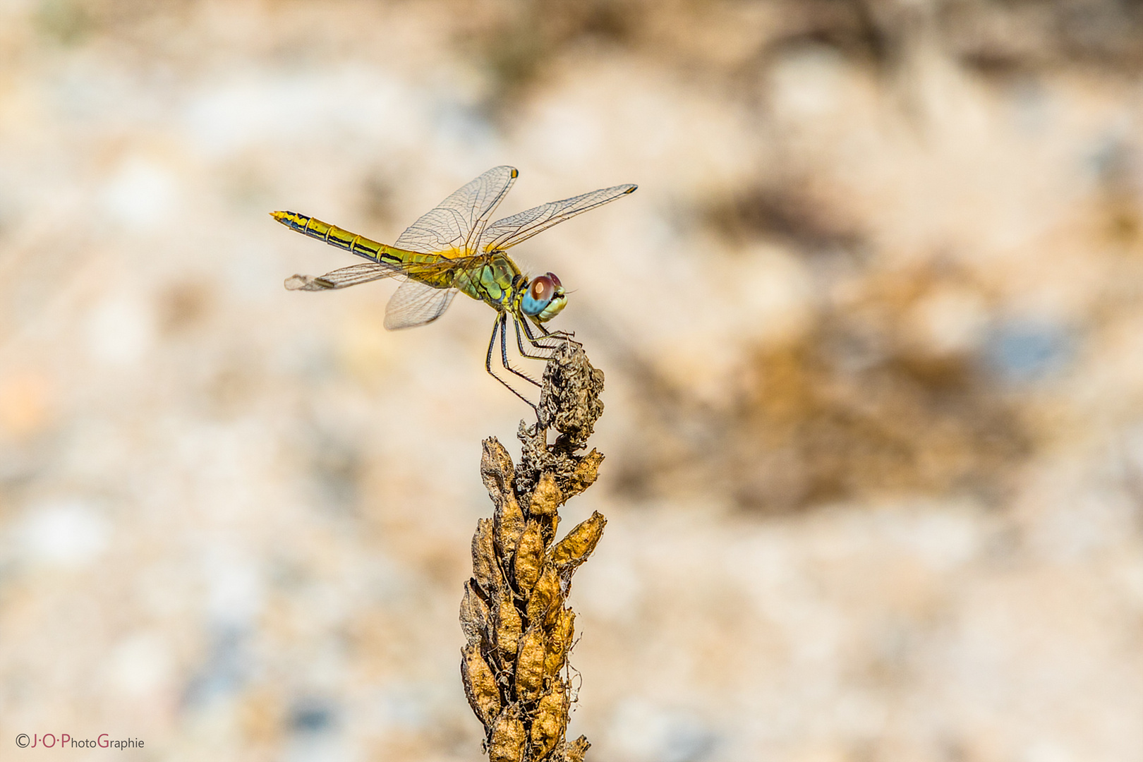 Libelle