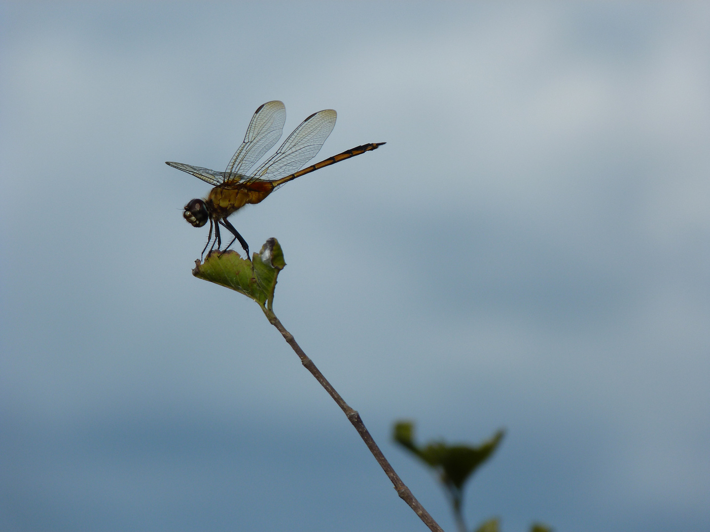 Libelle