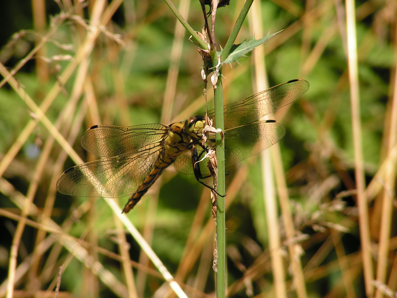 libelle