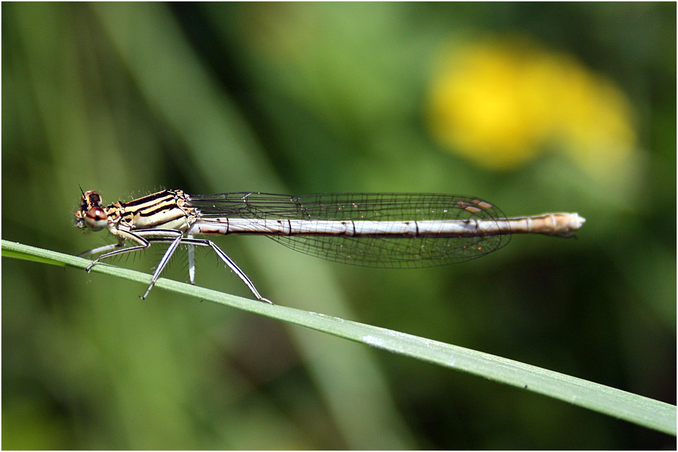 Libelle...