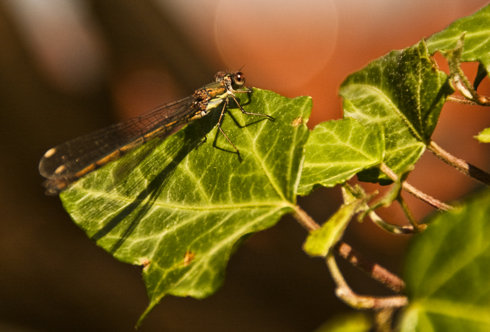 Libelle