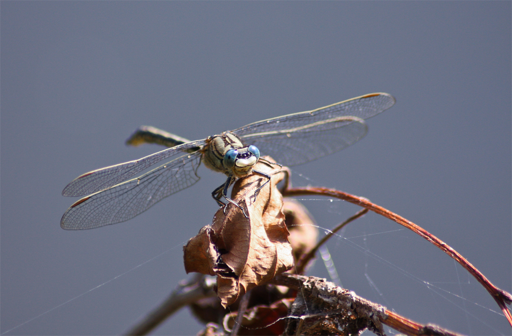 Libelle *3*