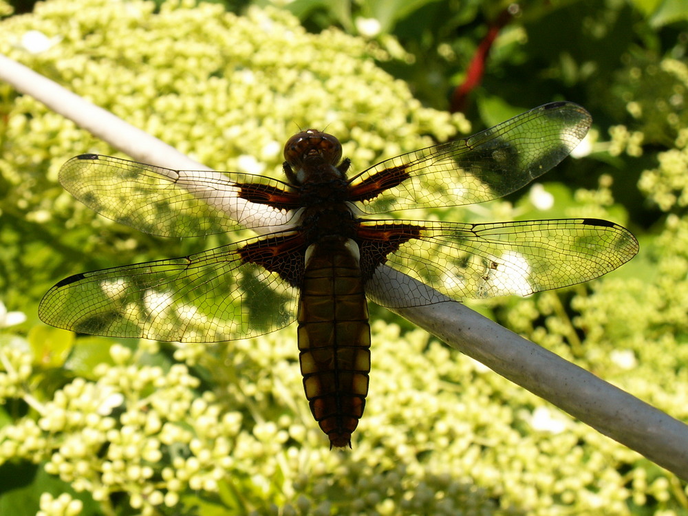 Libelle (3)