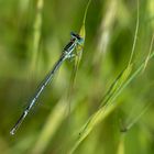 Libelle 3 = Blaue Federlibelle