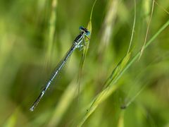 Libelle 3 = Blaue Federlibelle