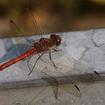 Libelle 3 im botanischen Garten Kiel