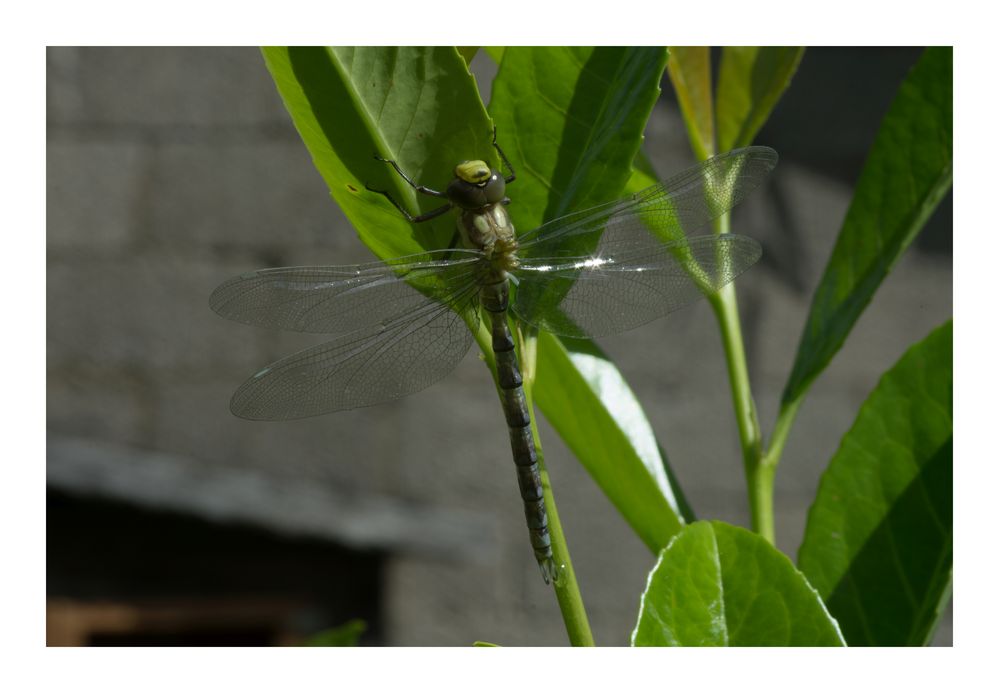 Libelle 3 Std. nach dem Larvenstadium