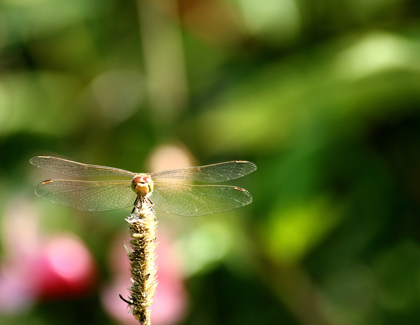 Libelle