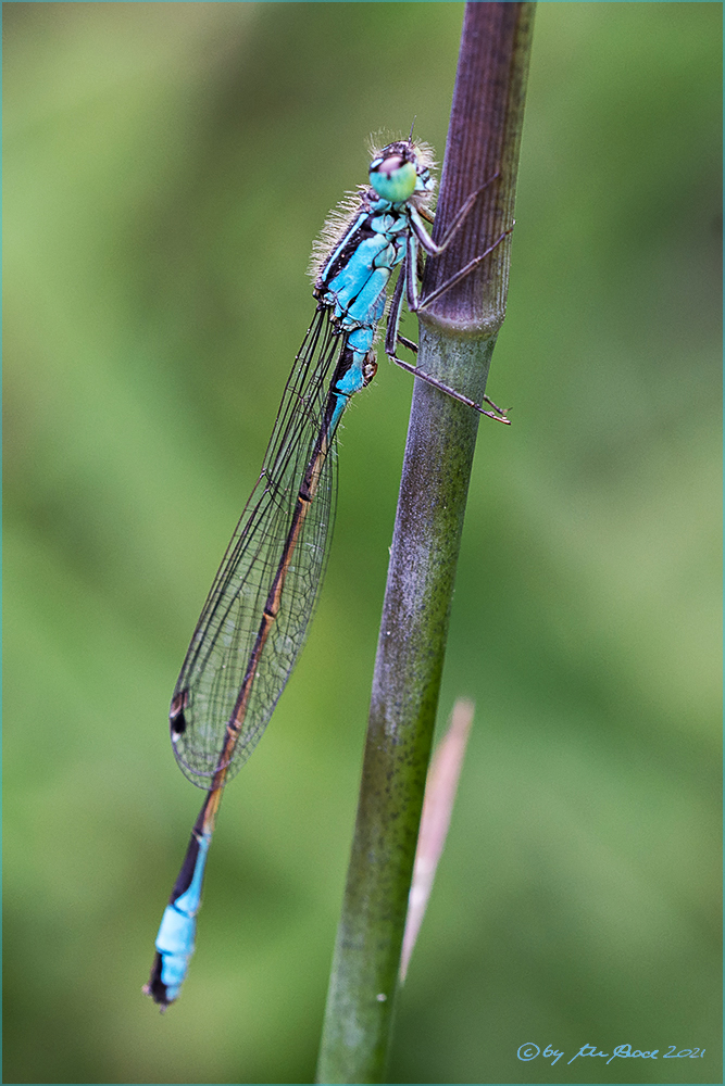 Libelle