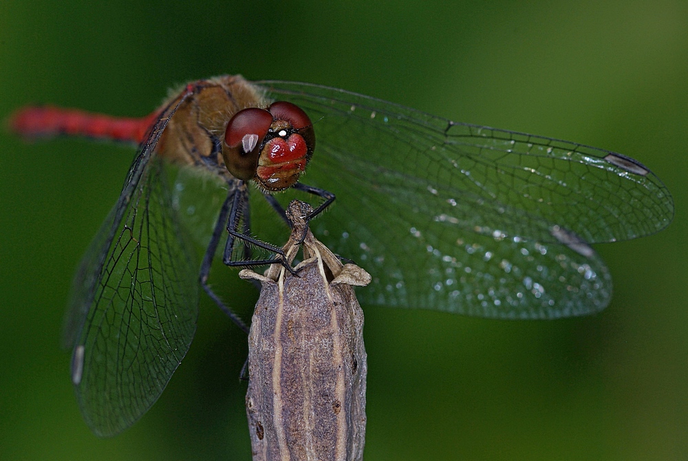 Libelle ?