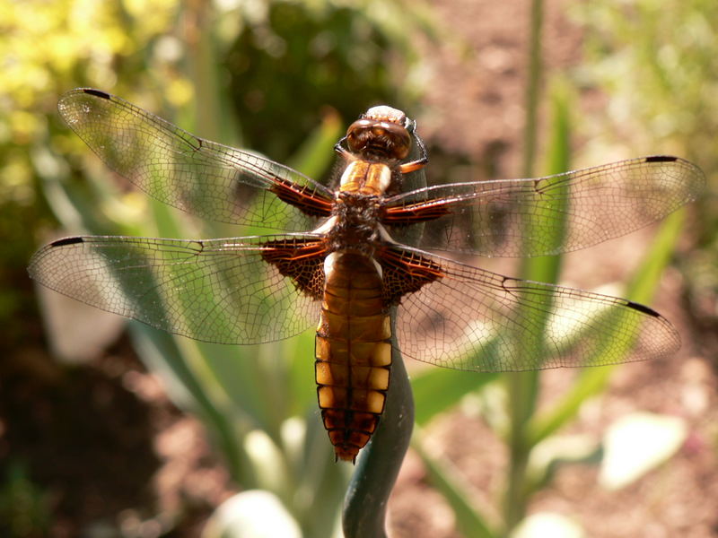 Libelle