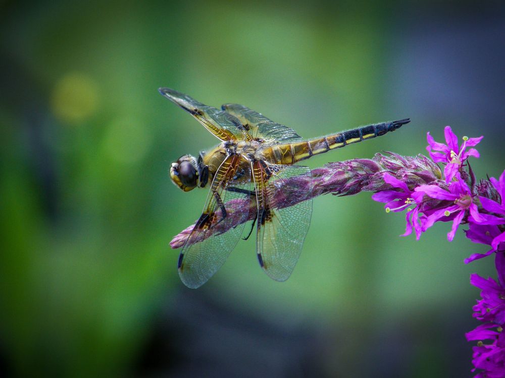 Libelle