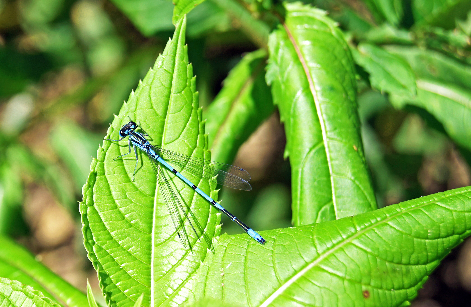 Libelle