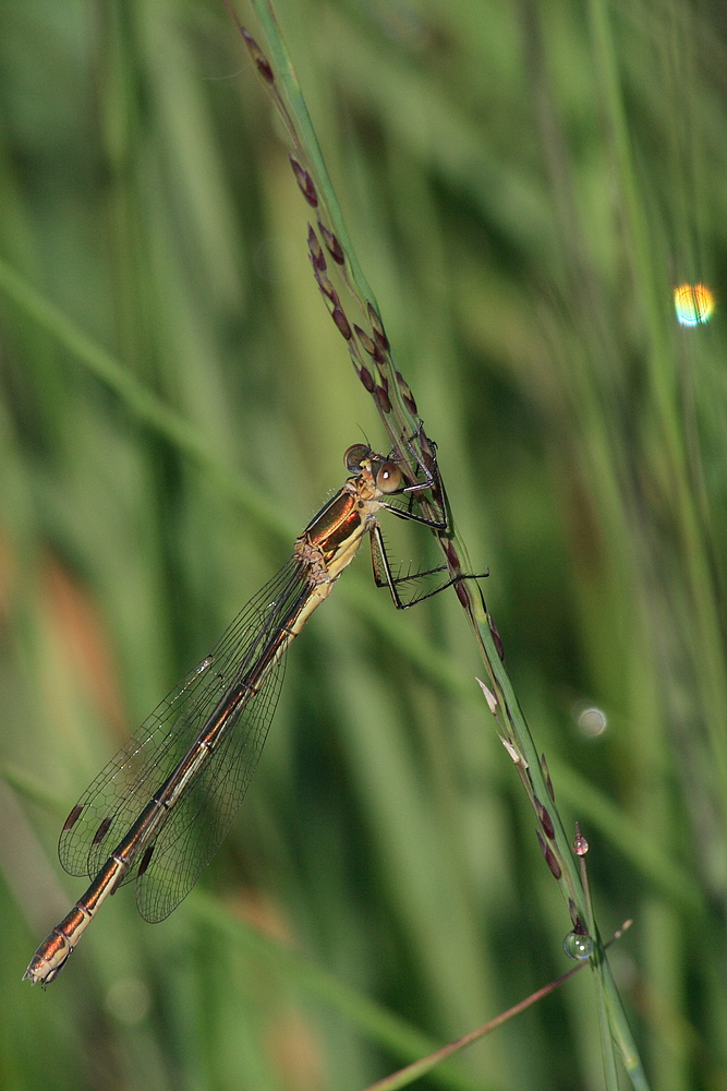 Libelle