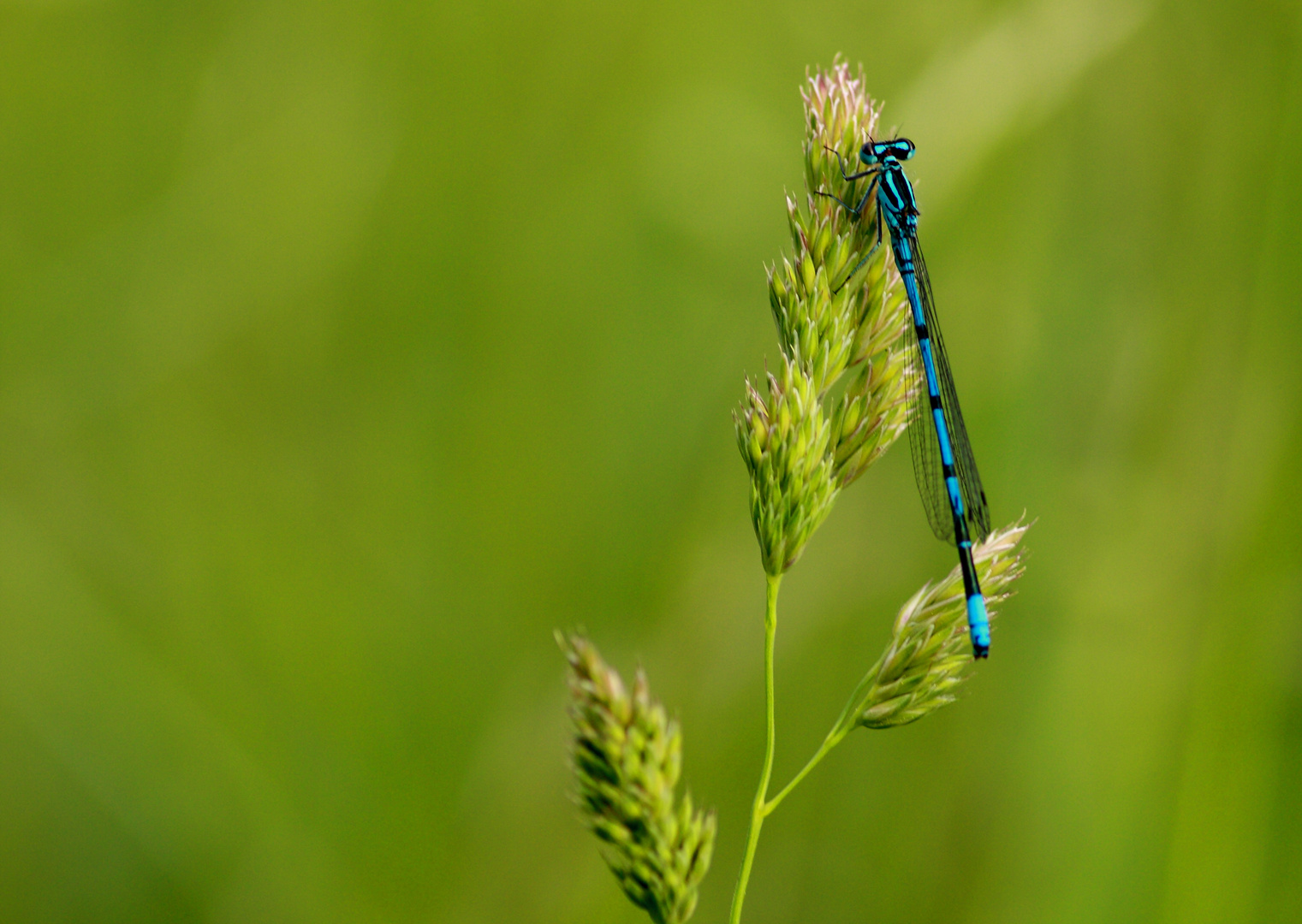 Libelle