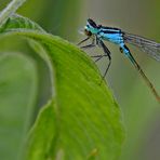 Libelle