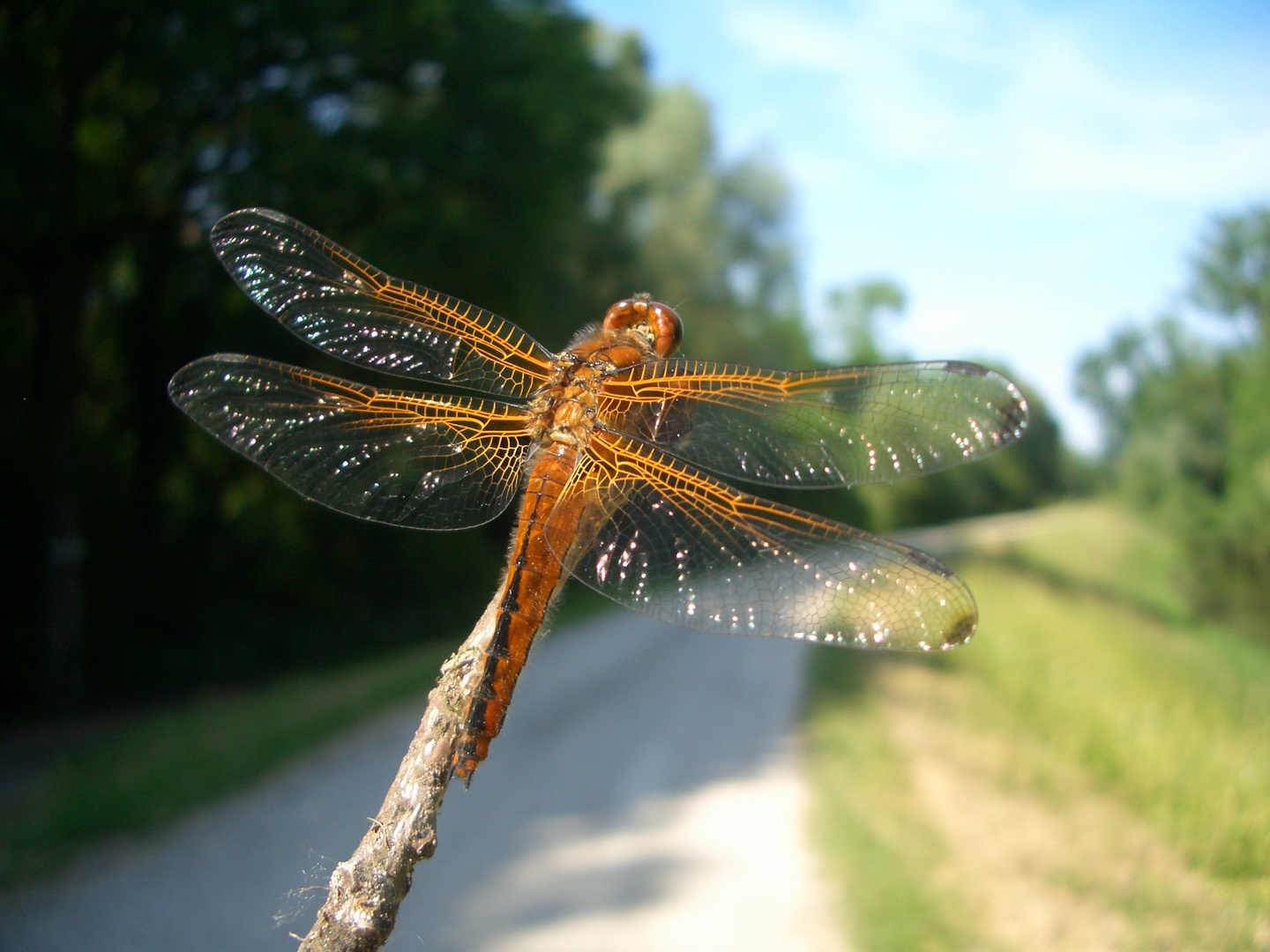 Libelle...