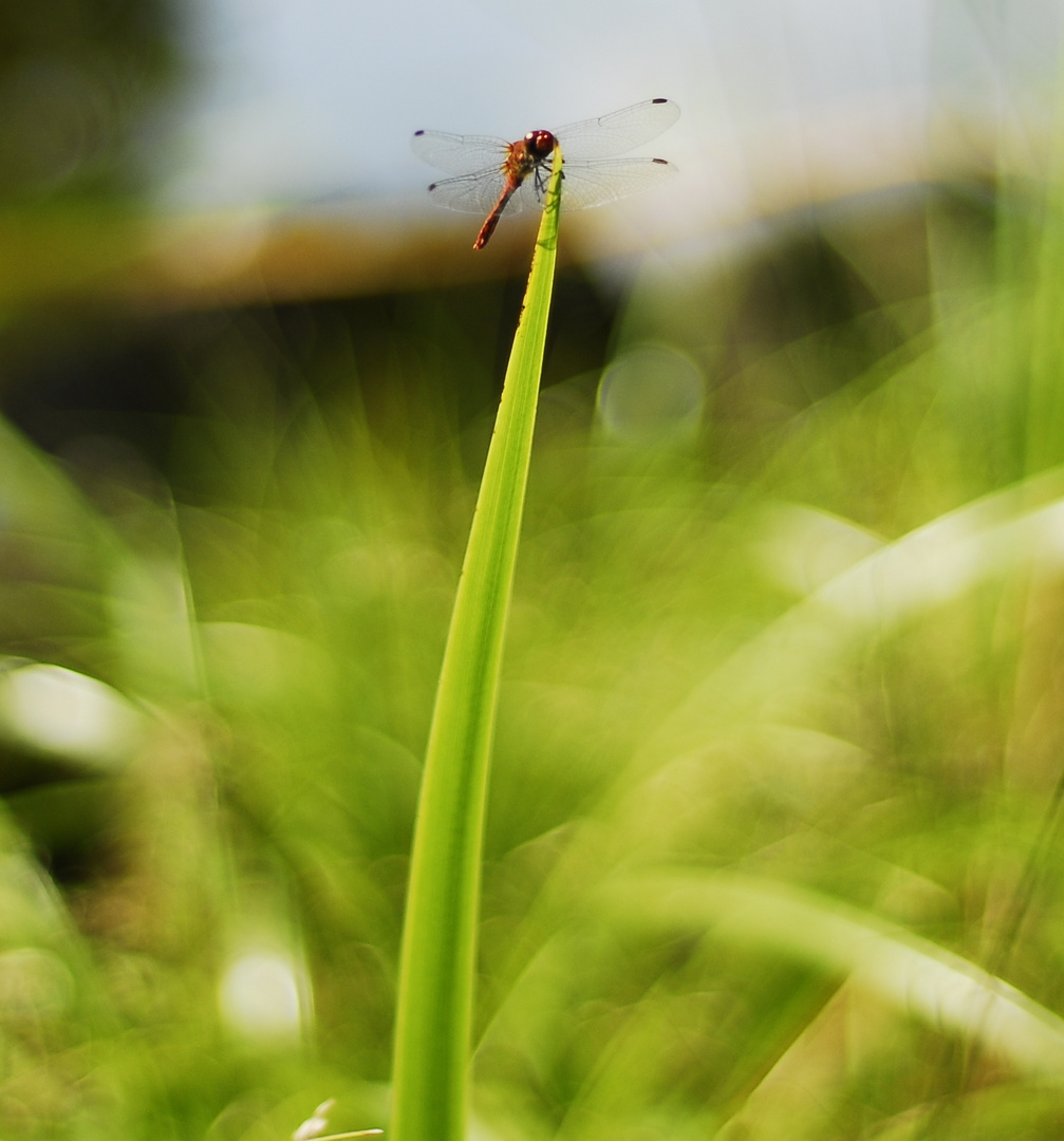 Libelle