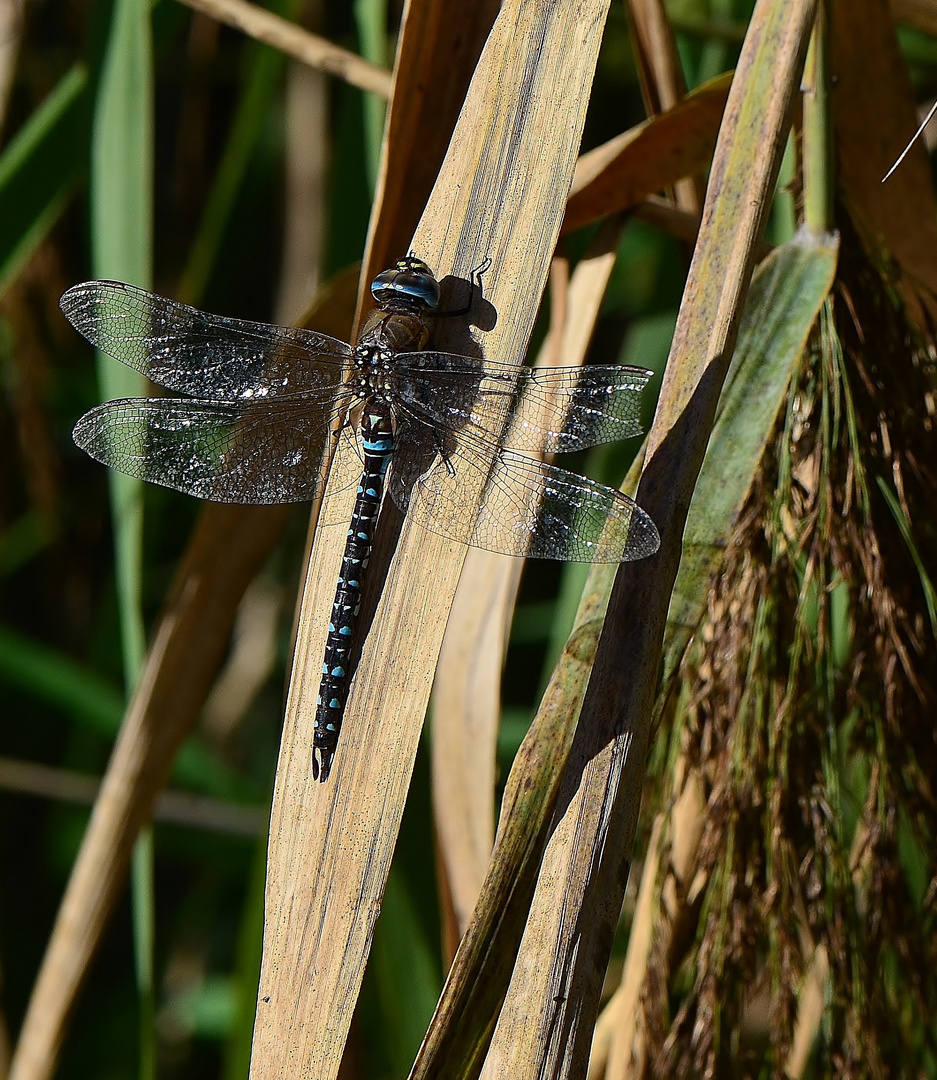 Libelle