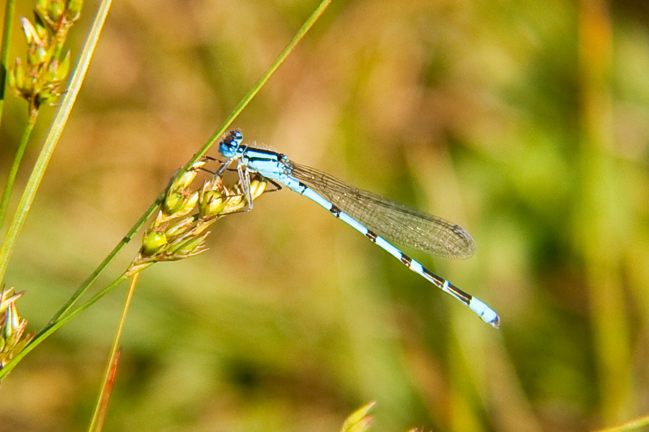 Libelle