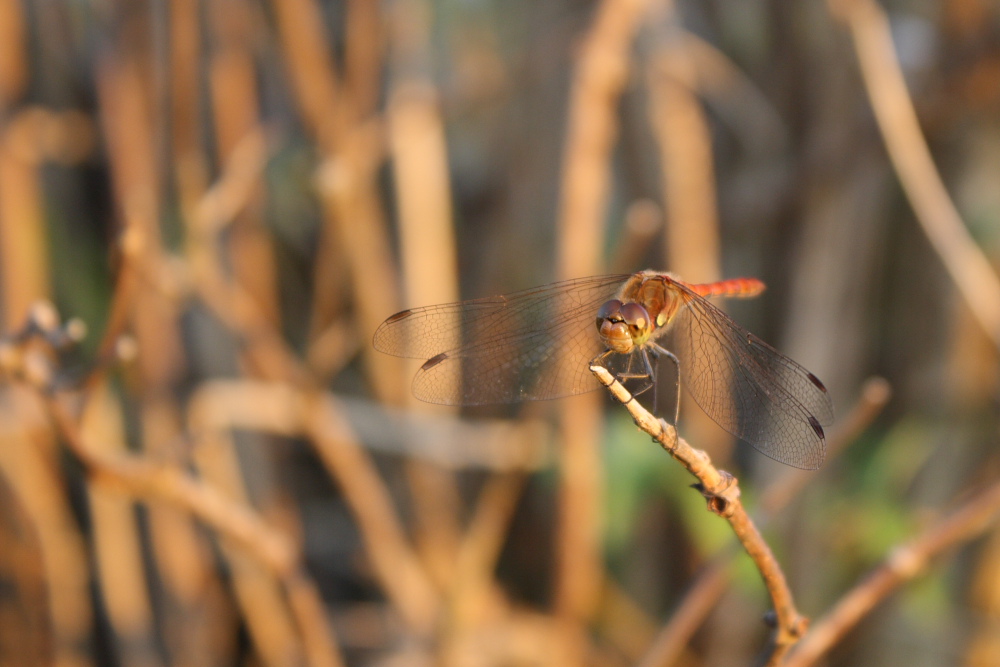 Libelle