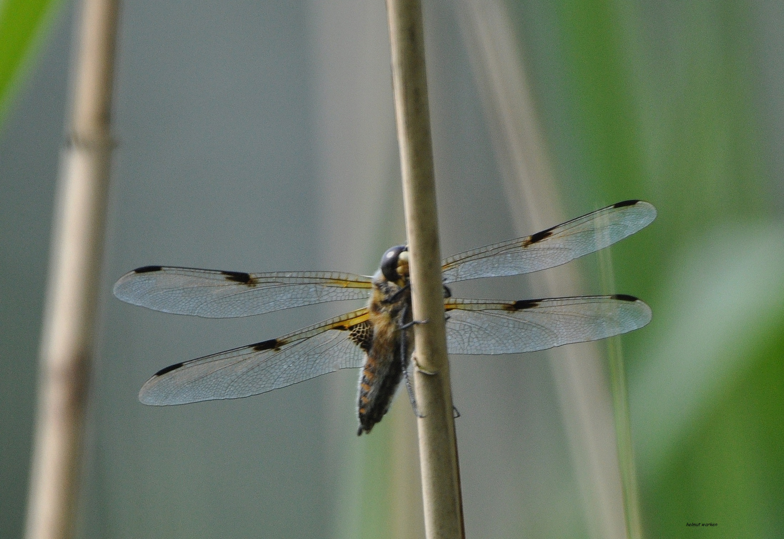 Libelle