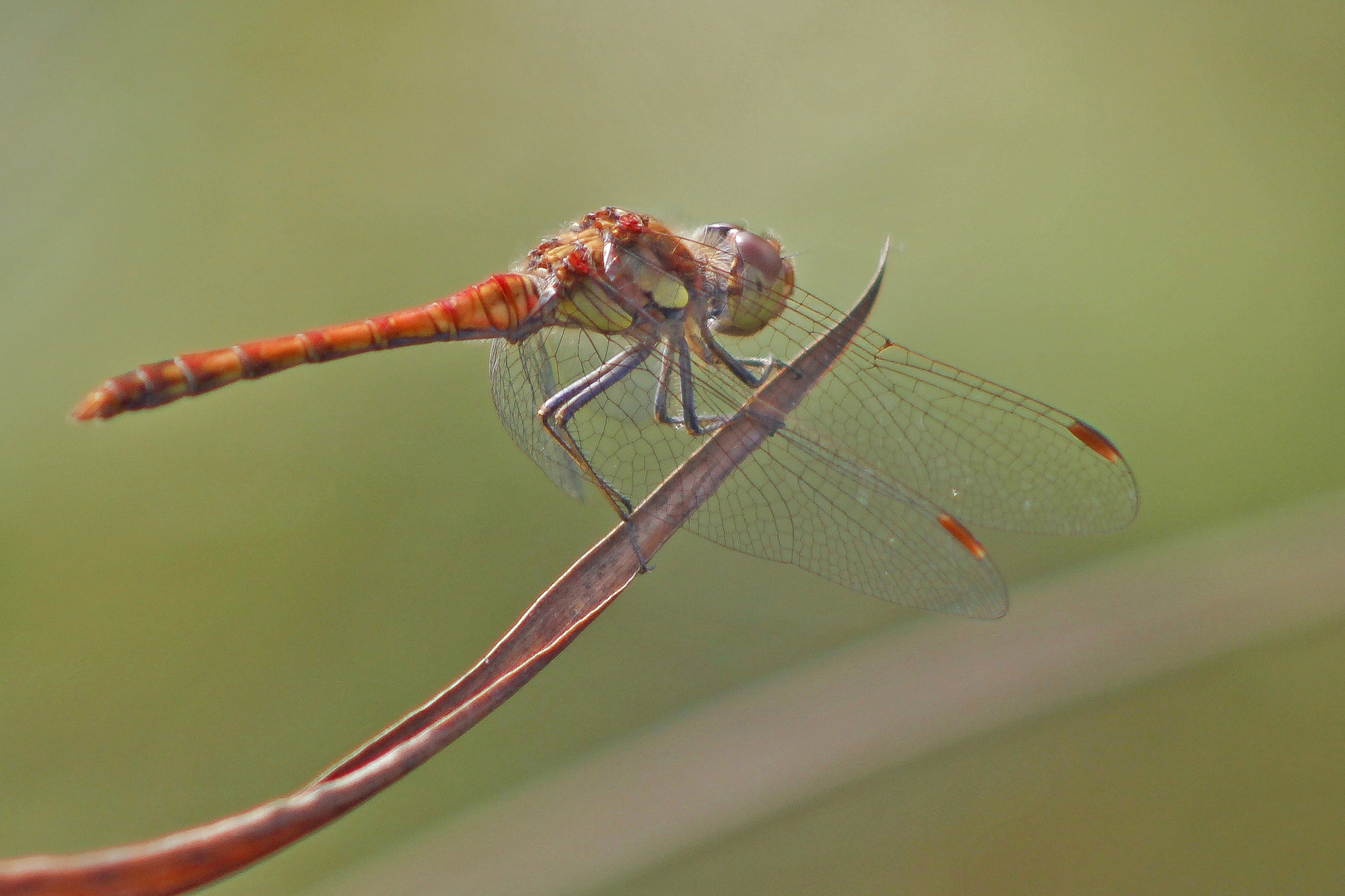 Libelle