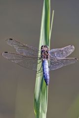 Libelle