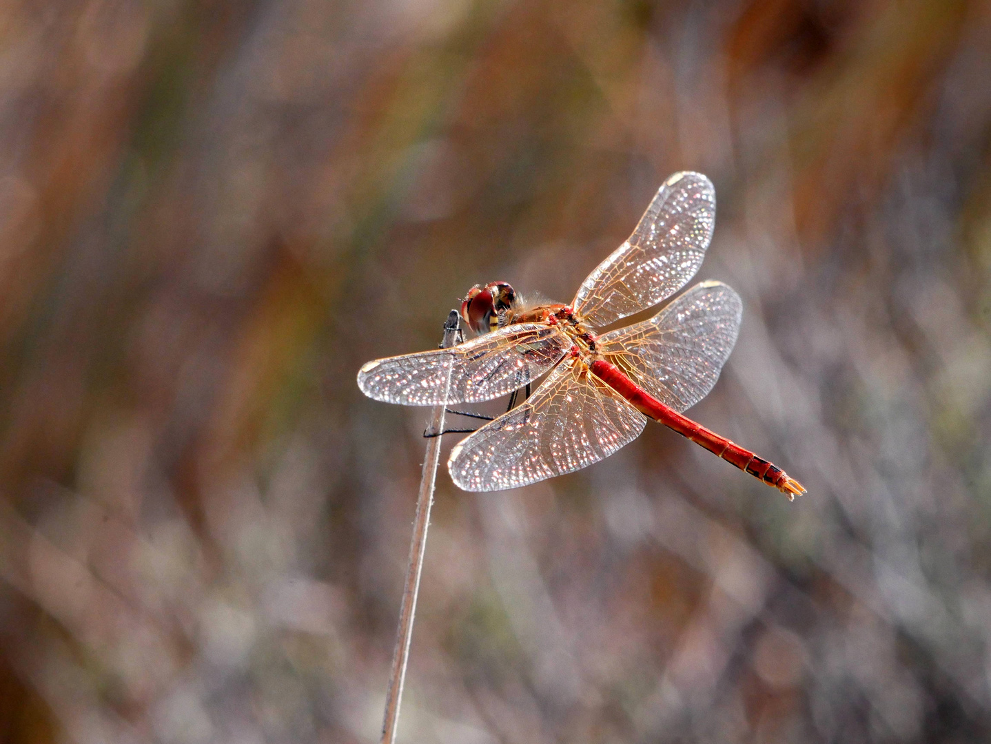 Libelle