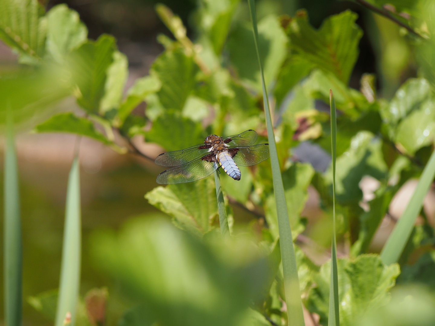 Libelle