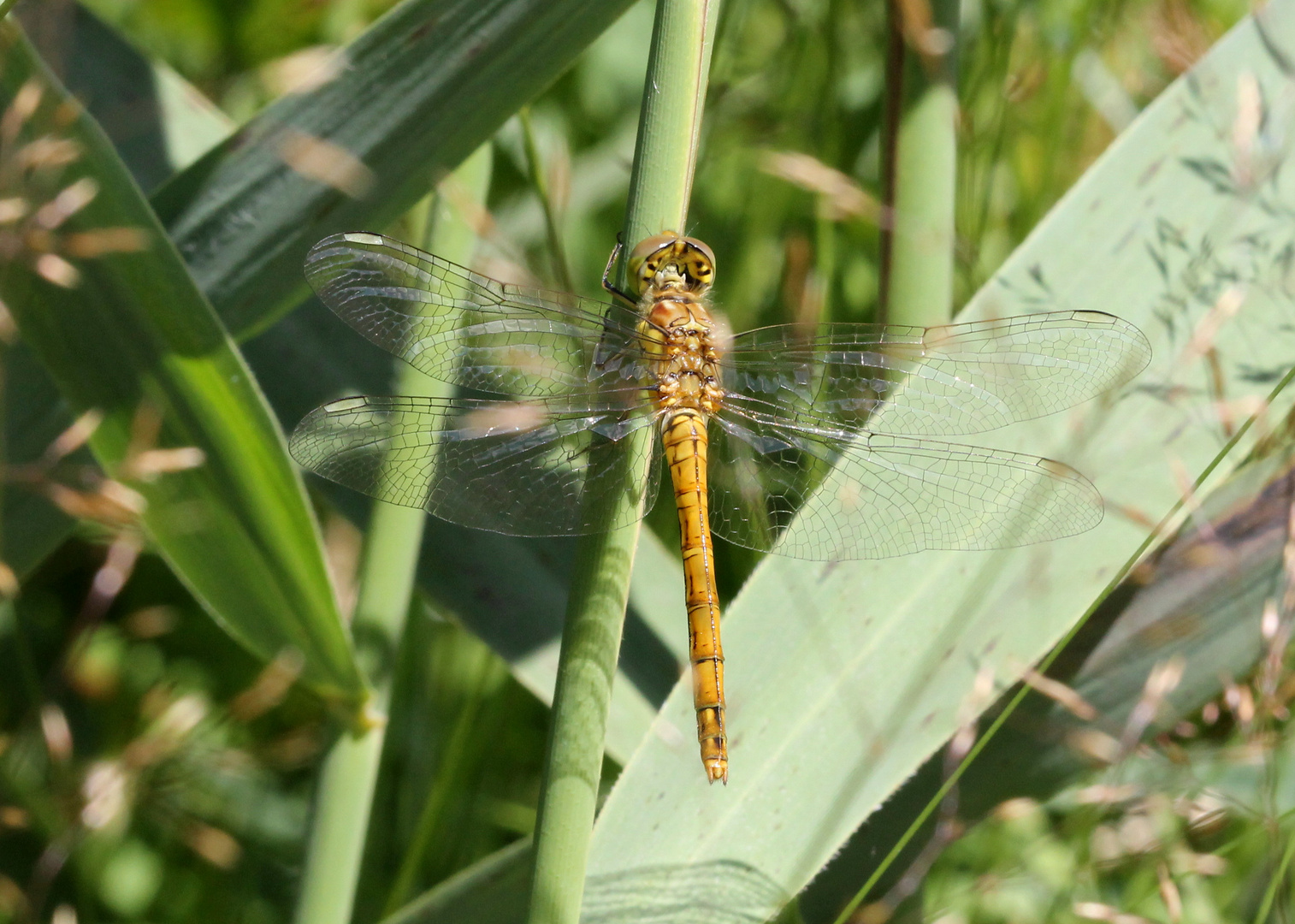 Libelle