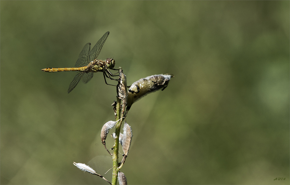 Libelle