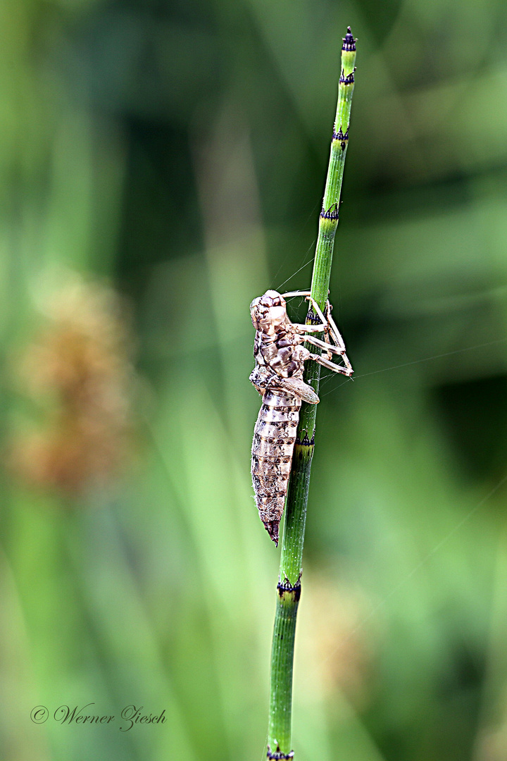 Libelle #4