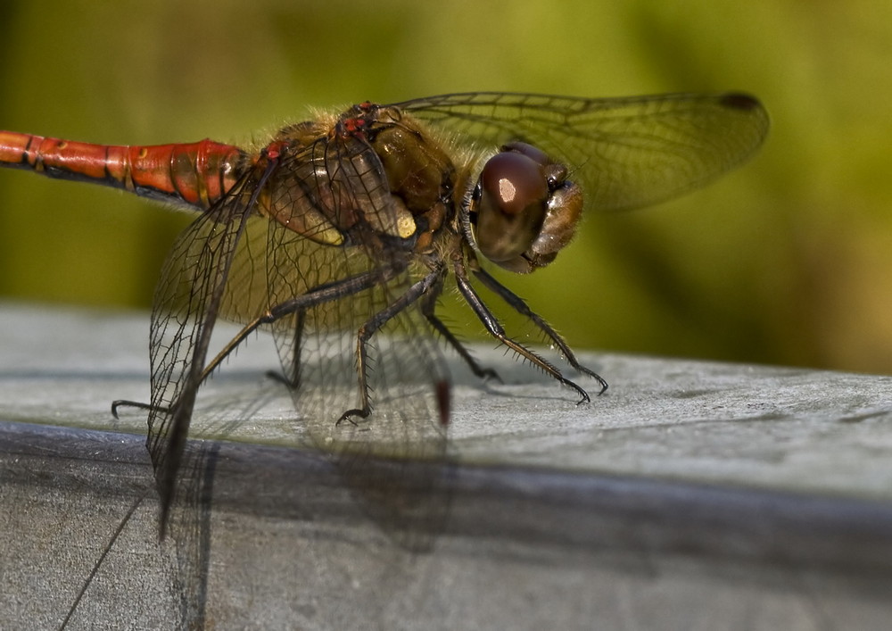 Libelle 4 im botanischen Garten Kiel