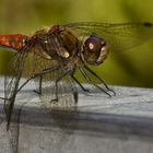 Libelle 4 im botanischen Garten Kiel