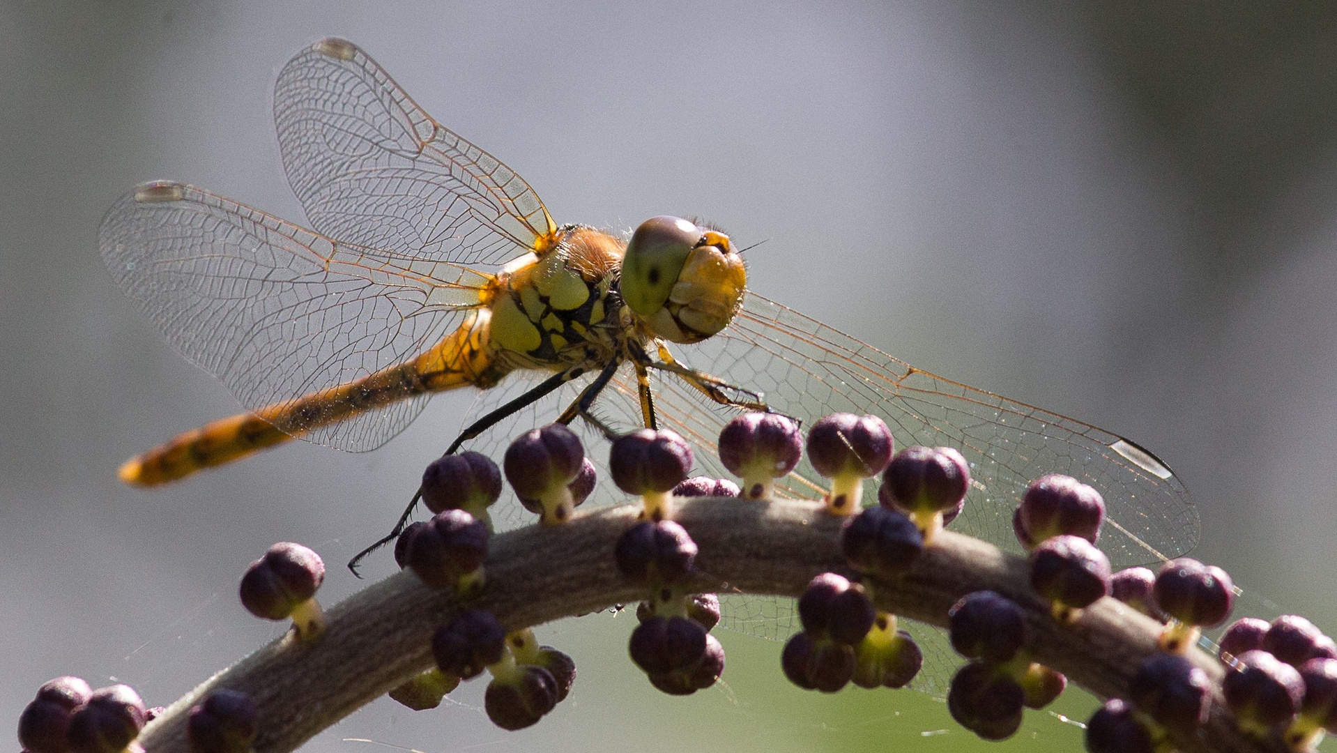 Libelle