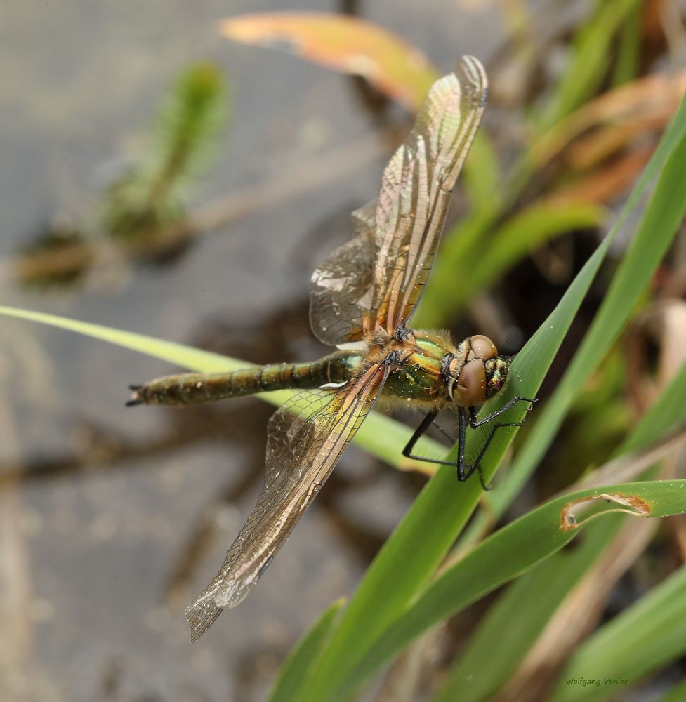 Libelle