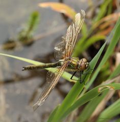 Libelle