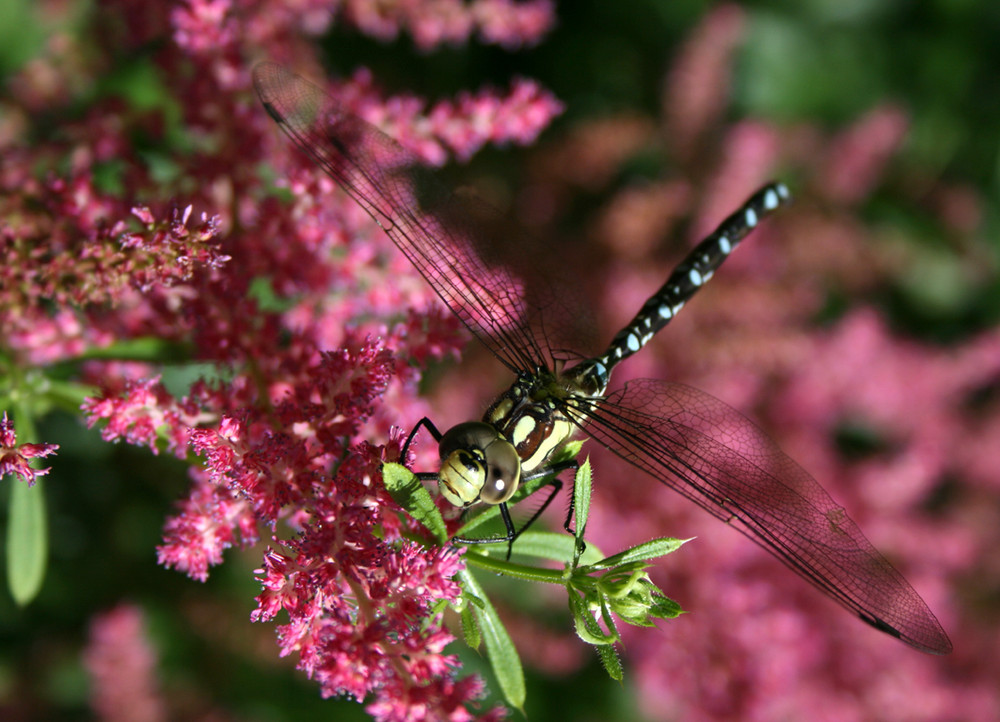 Libelle