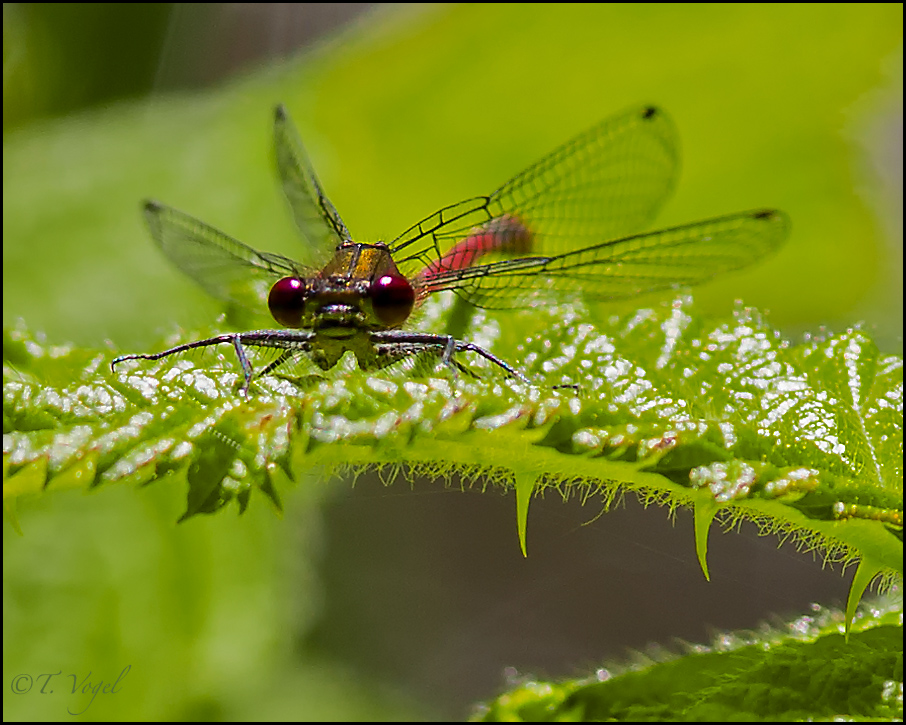 Libelle