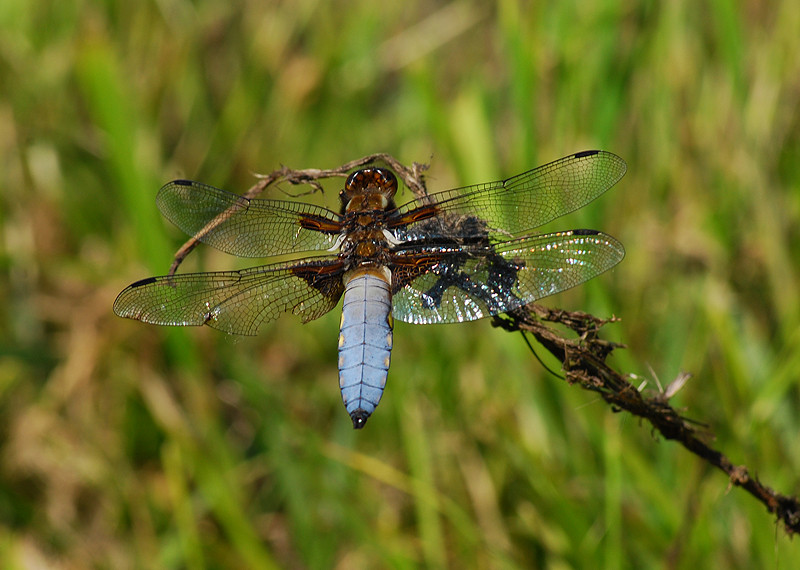 Libelle