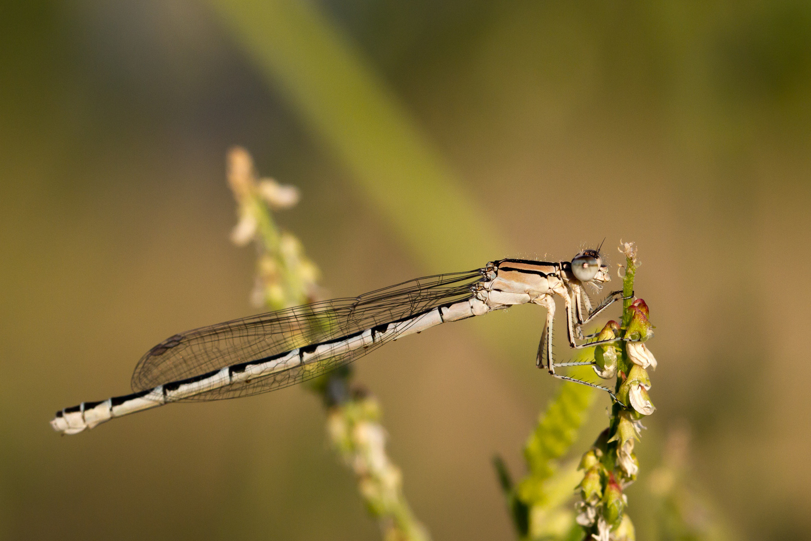 Libelle