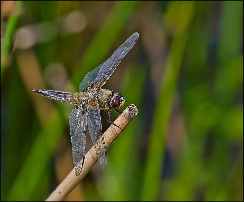 ~ Libelle ~